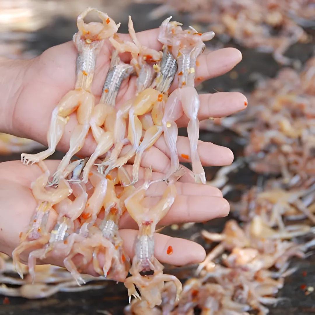 Nhái tươi làm sạch trắng phau trước khi lên giàn phơi