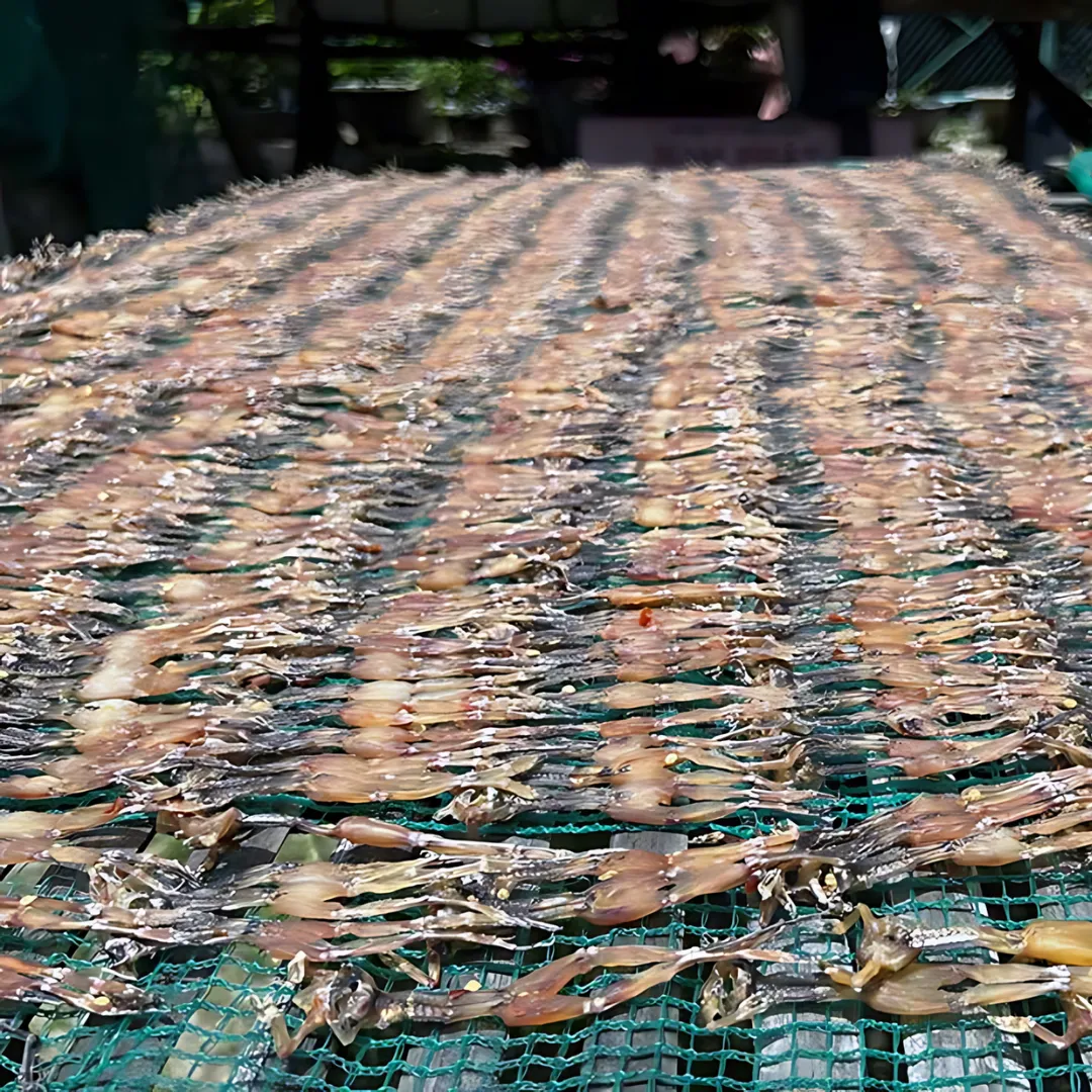 Phơi khô nhái An Giang trên giàn phơi cao ráo đón nắng